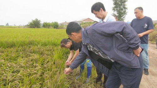 黑龙江灾后恢复农业生产见闻 能多抢一亩是一亩